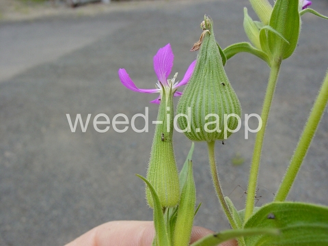 catchfly, cone